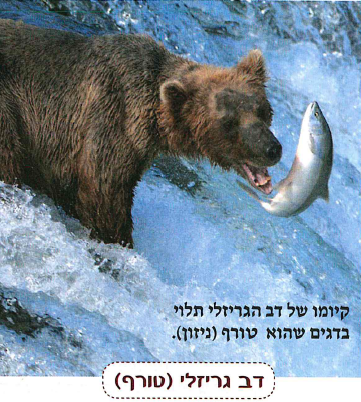 (בספר תרשים ותמונות, היעזרו במנחה:) מארג מזון